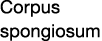 Corpus spongiosum