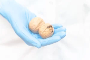 A gloved hand holding two nuts