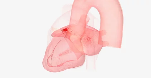Vector of a pink heart with the aorta and other major veins
