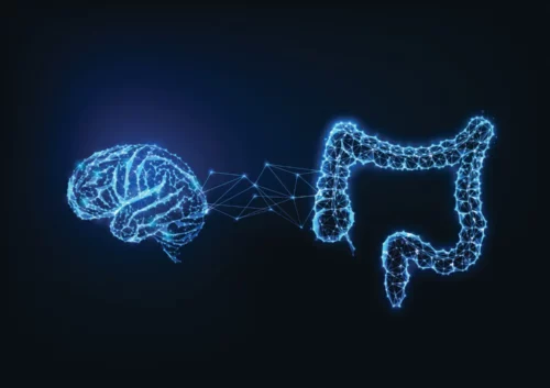 Vector of a brain and gastrointestinal track linked