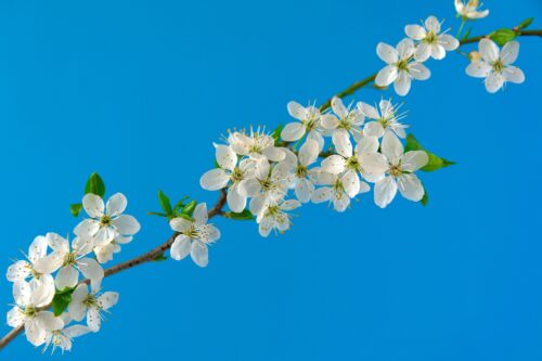 cherry-blossoms-g7cc7deb3f_1280